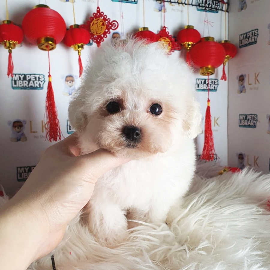 Tiny Poodle Puppy (Male) For Sale