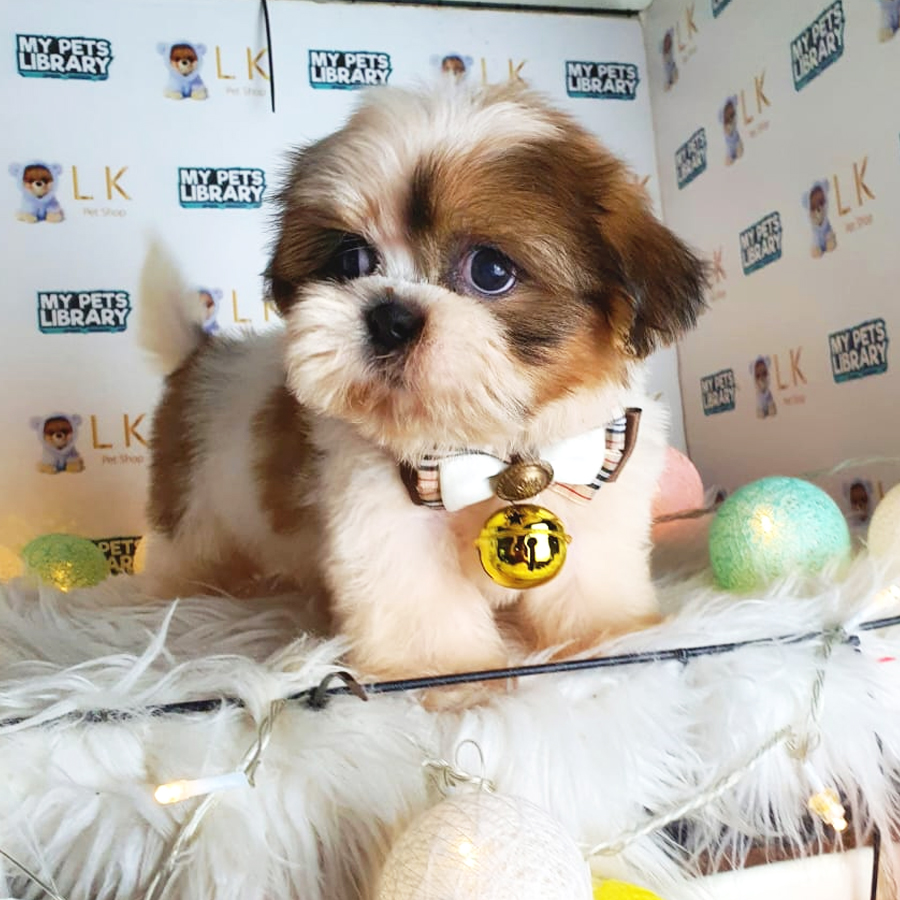 Shih Tzu Puppy (Male) For Sale