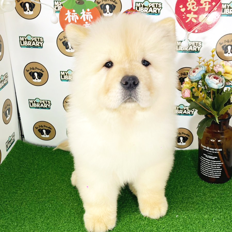 Chow Chow Puppy (Female) For Sale