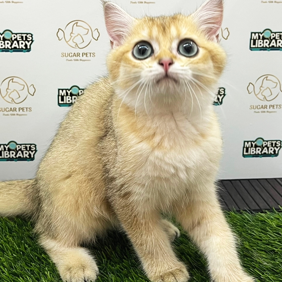 British Shorthair Kitten (Female) For Sale