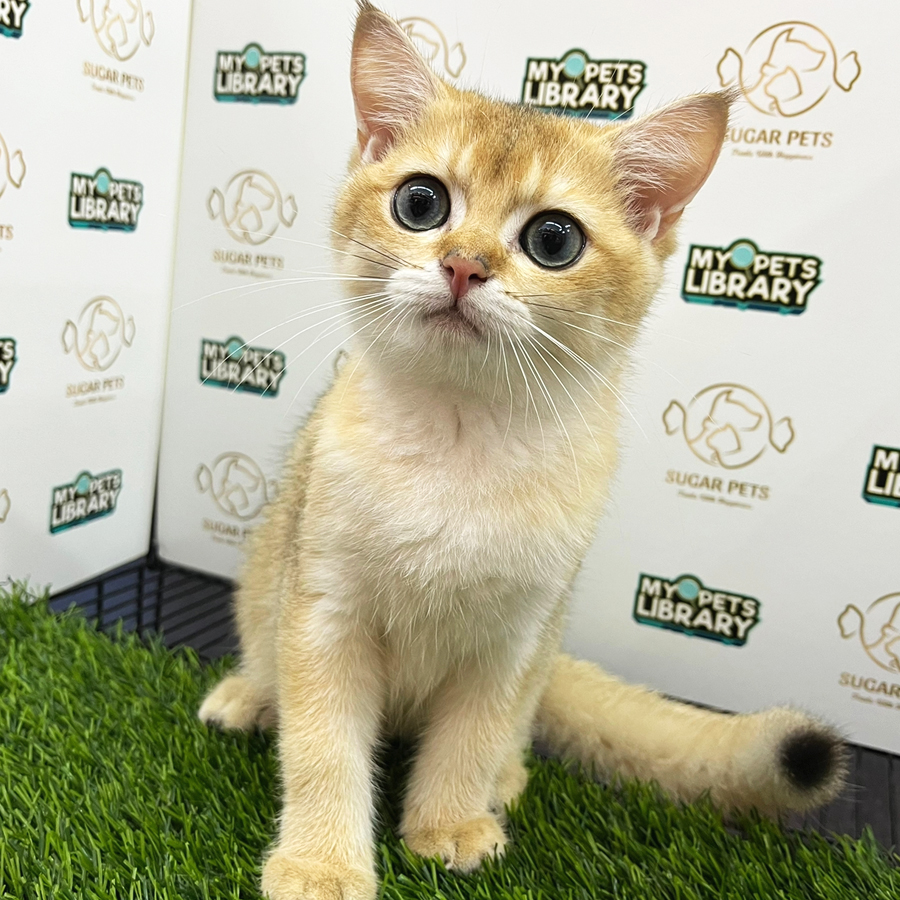 British Shorthair Kitten (Female) For Sale