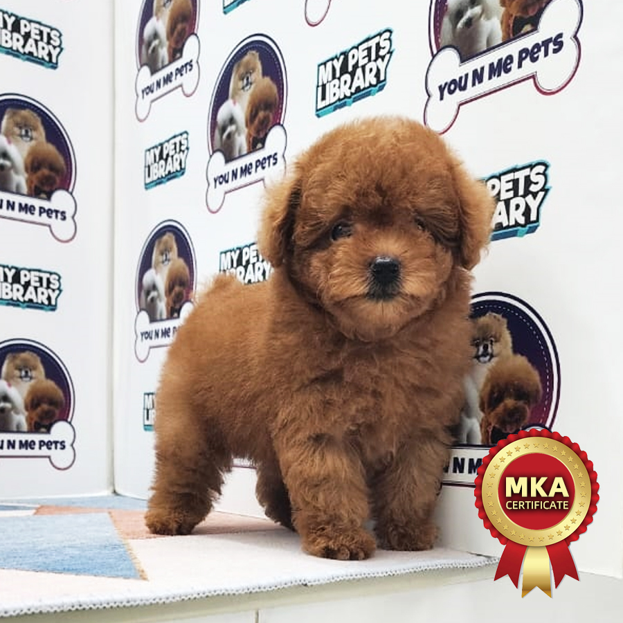MKA Tiny Poodle Puppy (Male) For Sale