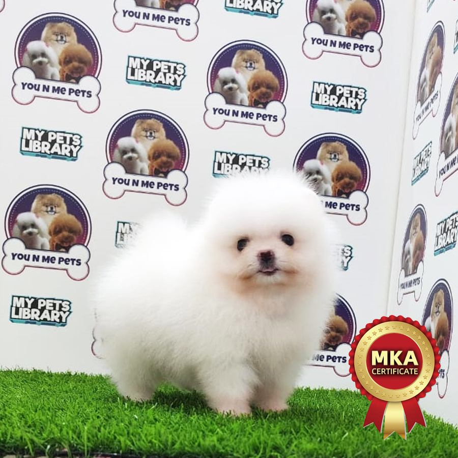 MKA Tiny Pomeranian Puppy (Female) For Sale