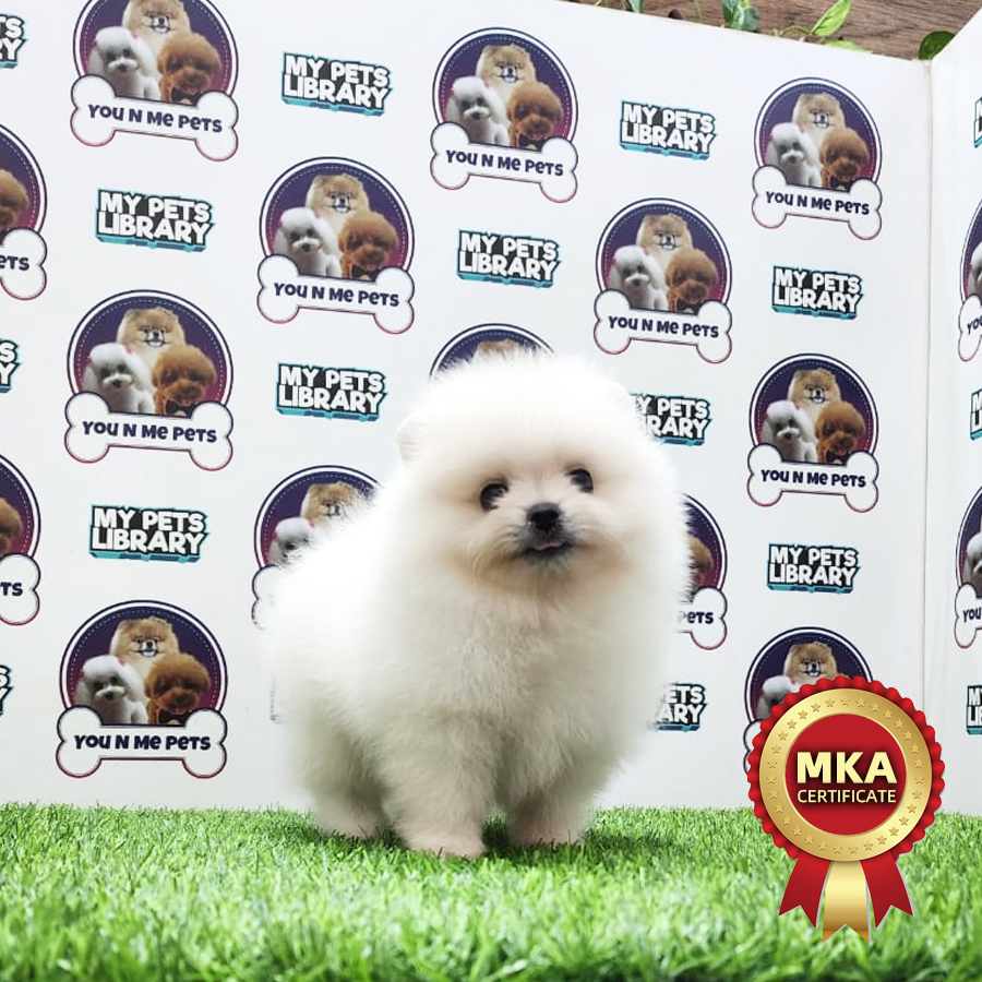 MKA Tiny Pomeranian Puppy (Male) For Sale