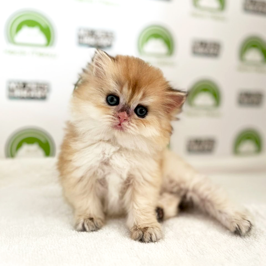WCF British Longhair Kitten (Female) For Sale