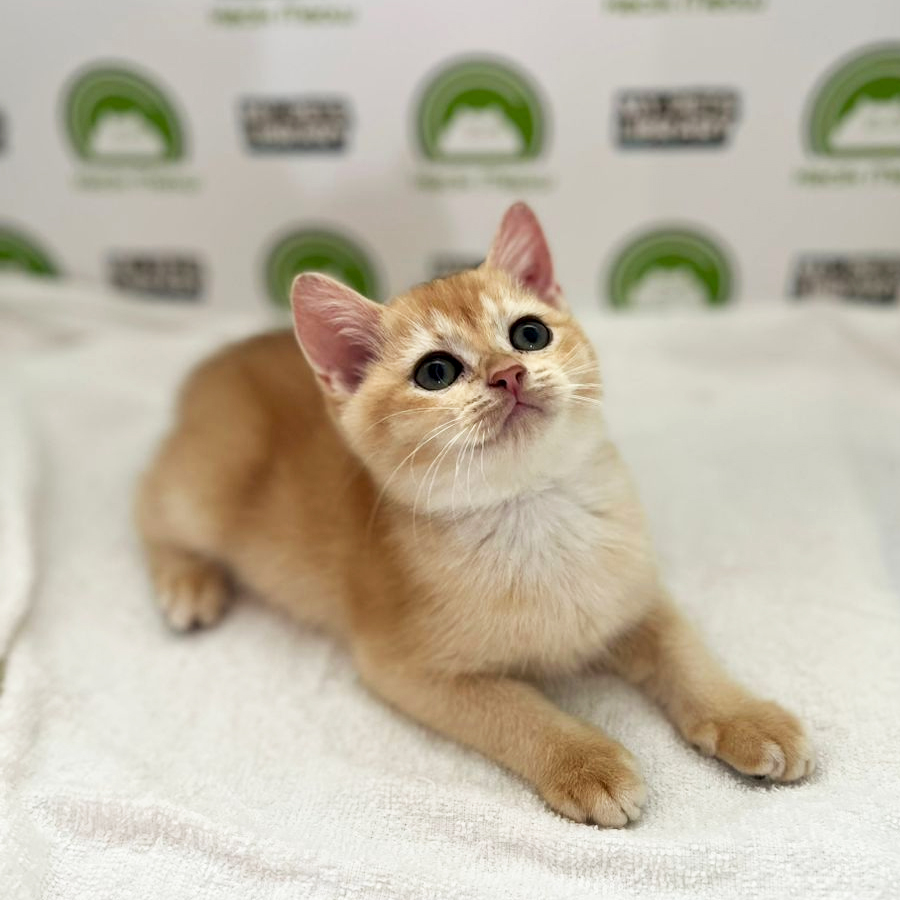 WCF British Shorthair Kitten (Male) For Sale