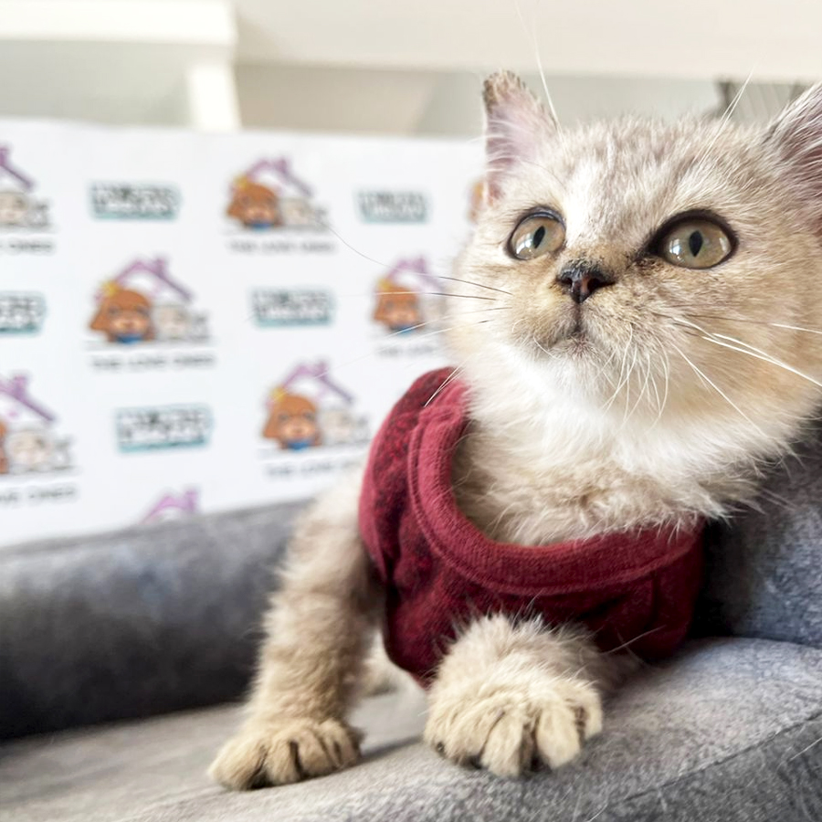 Russia Bloodline British Shorthair Kitten (Female) For Sale