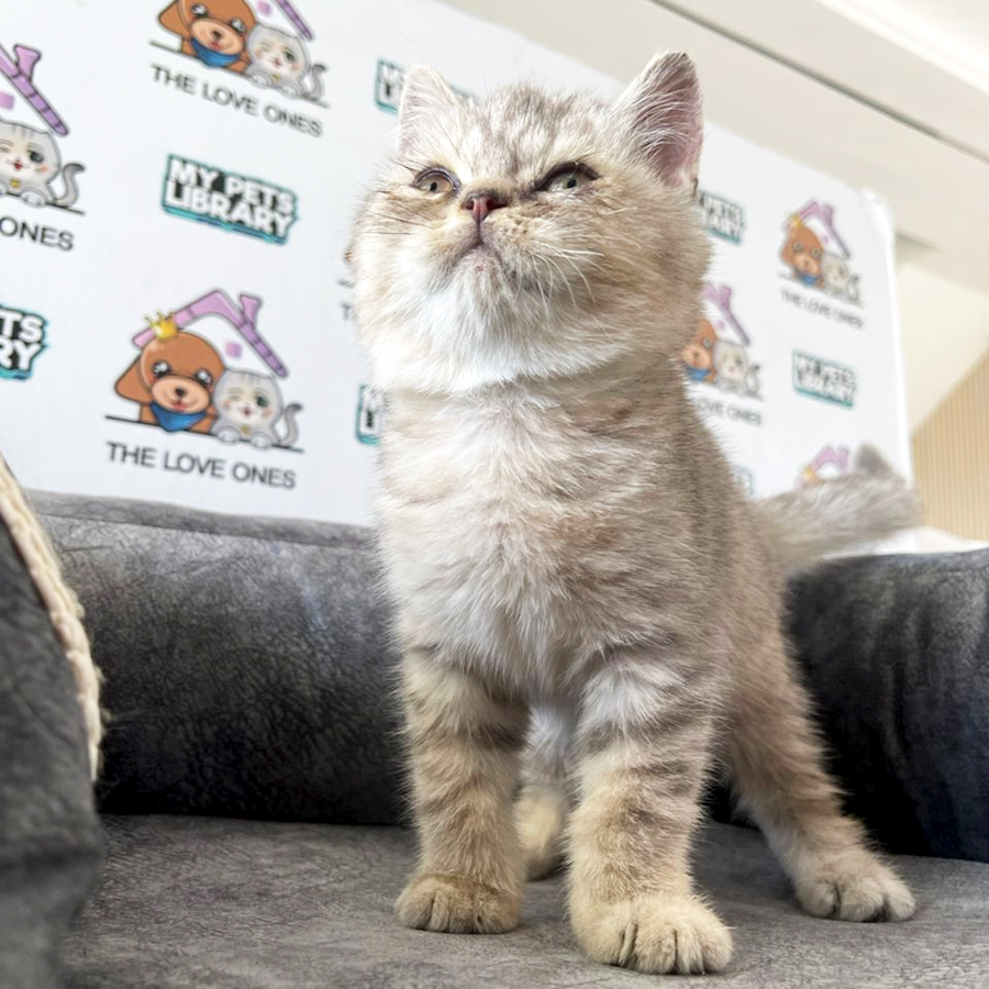 Russia Bloodline British Shorthair Kitten (Male) For Sale