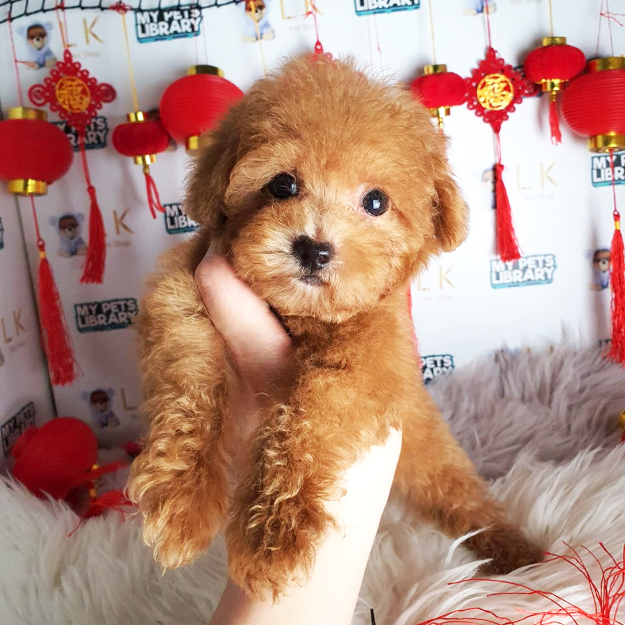 Maltipoo Puppy (Female) For Sale