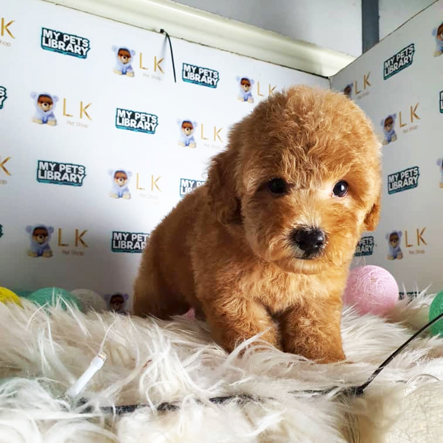 Toy Poodle Puppy (Female) For Sale