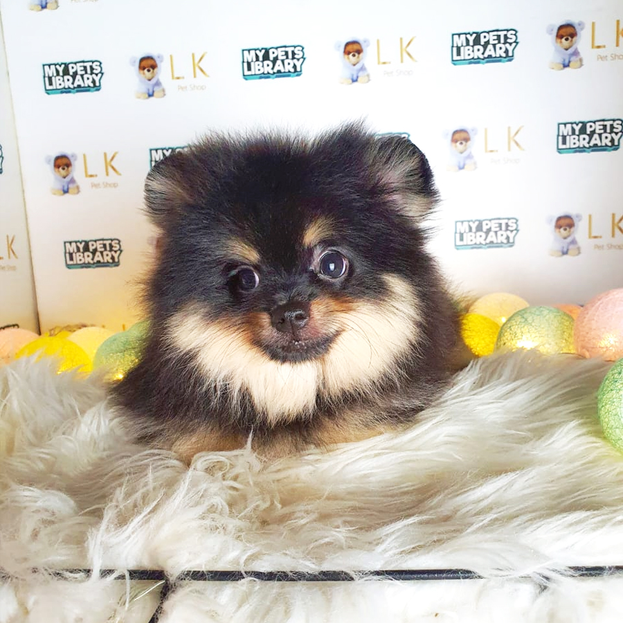 Pomeranian Puppy (Female) For Sale