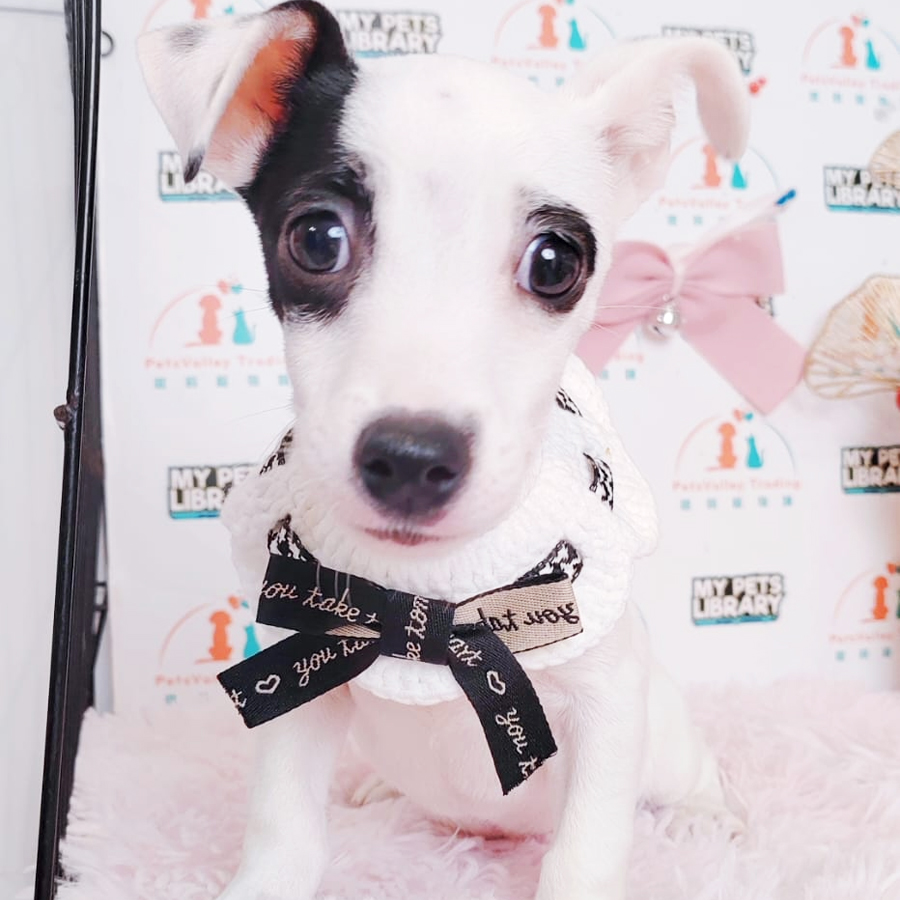 Jack Russell Terrier Puppy (Male) For Sale