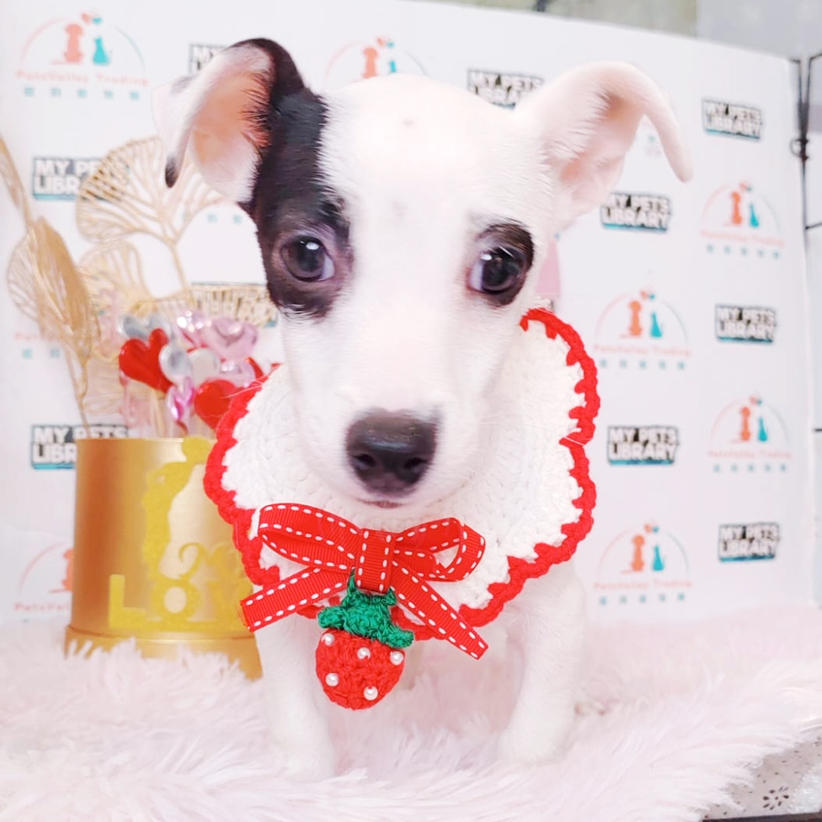 Jack Russell Terrier Puppy (Male) For Sale