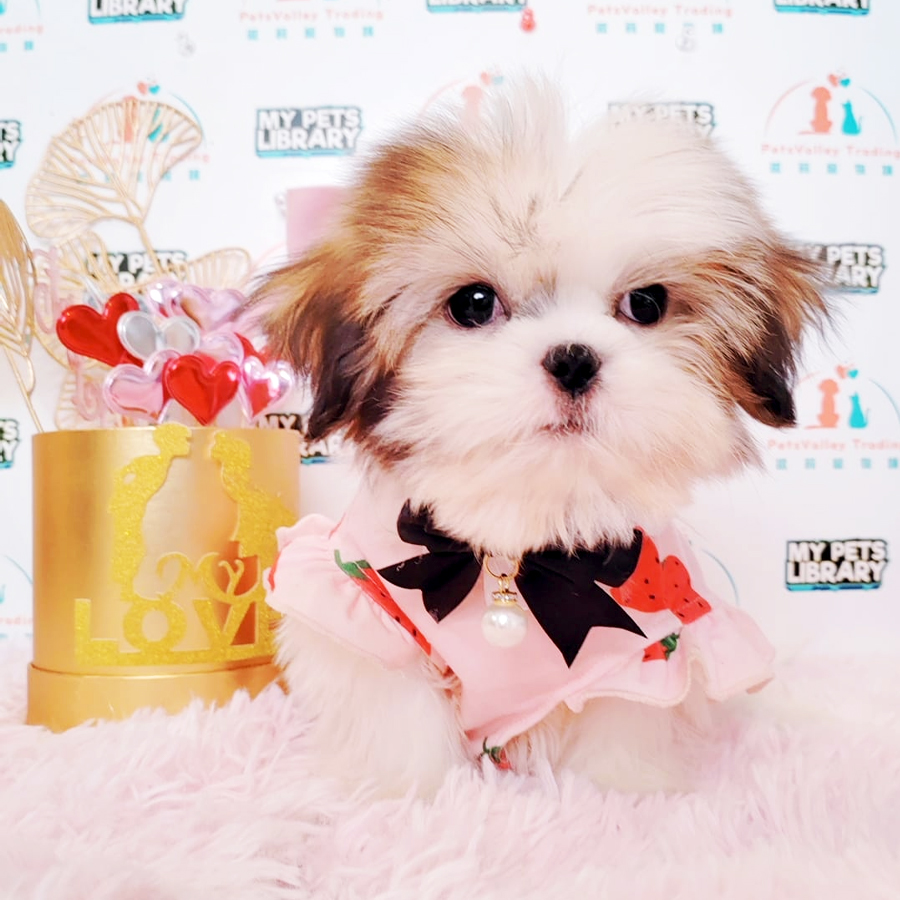 Shih Tzu Puppy (Male) For Sale