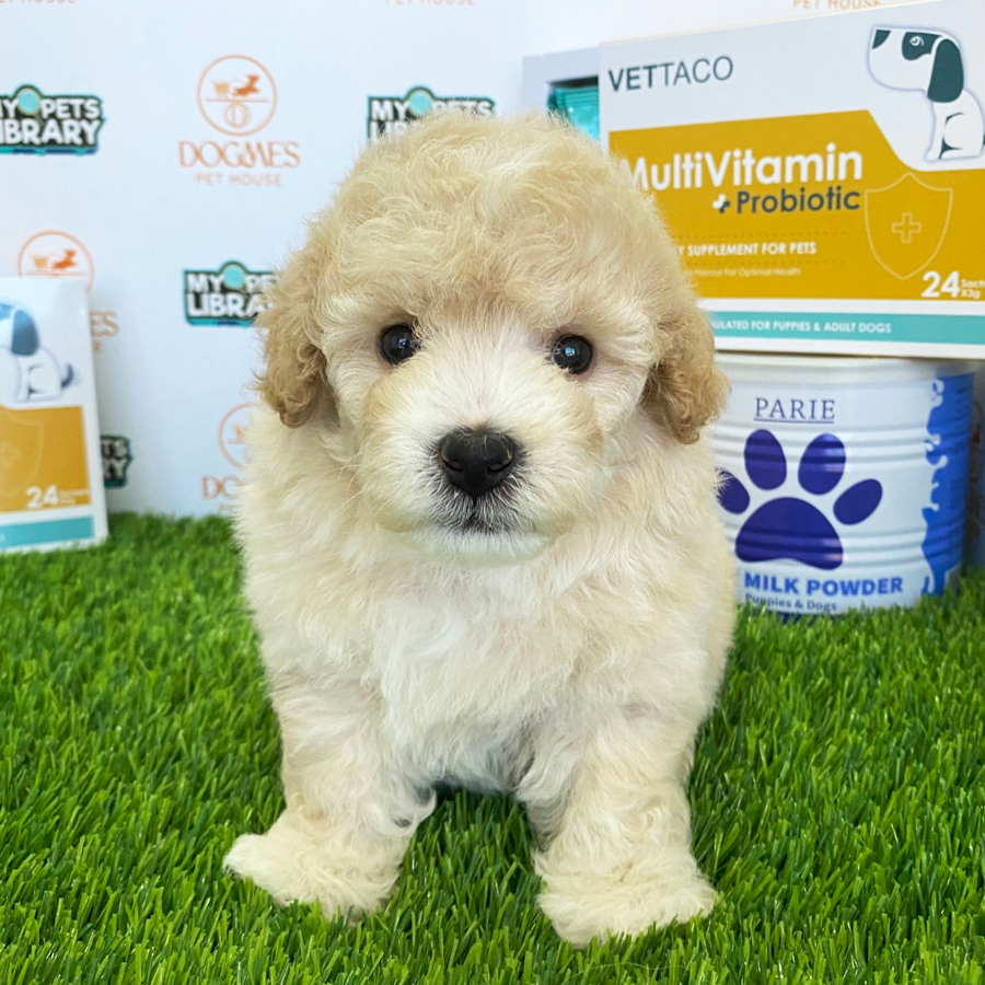 Toy Poodle Puppy (Male) For Sale