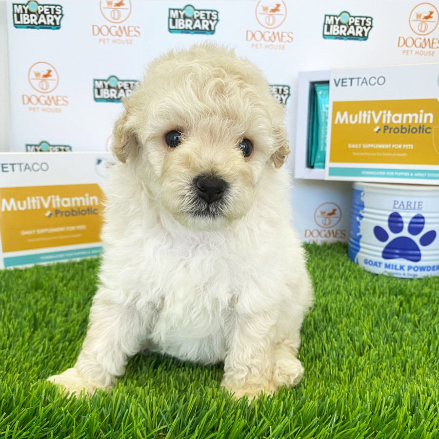 Toy Poodle Puppy (Male) For Sale