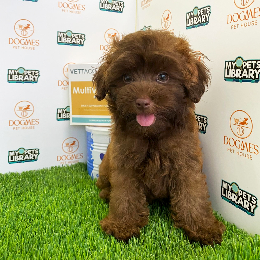 Toy Poodle Puppy (Male) For Sale