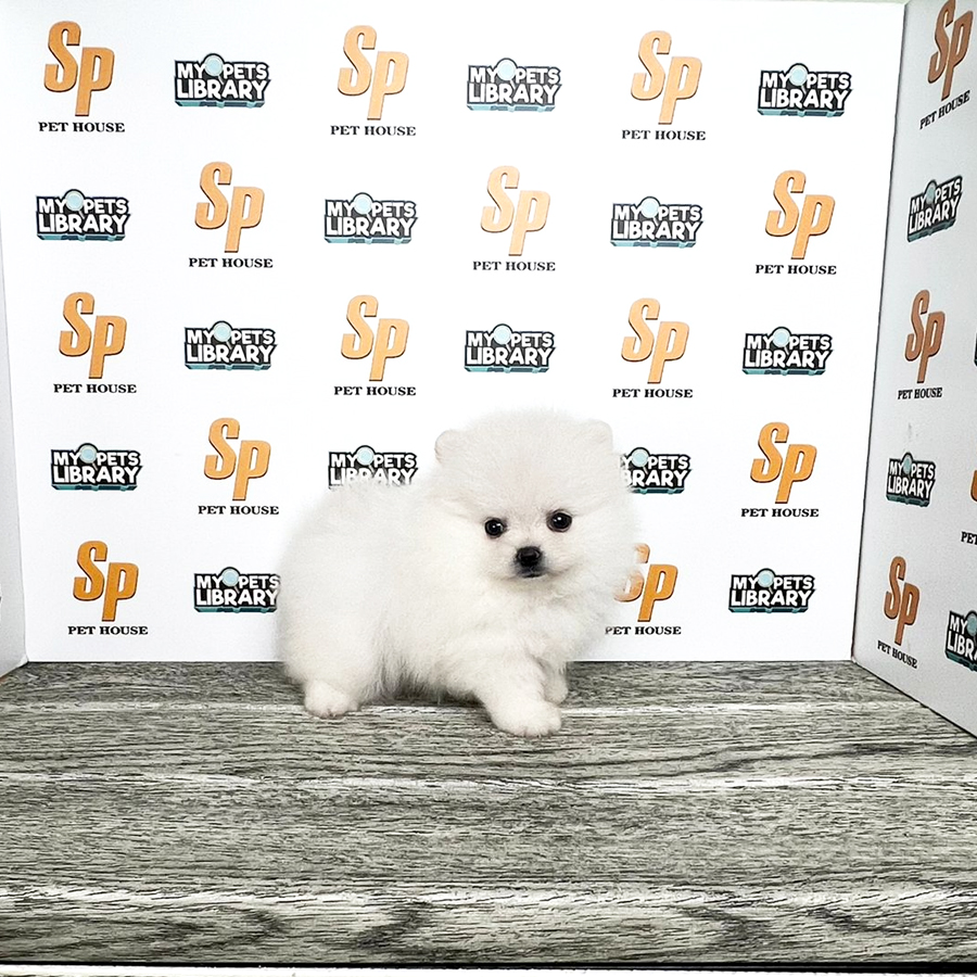 Tiny Pomeranian Puppy (Female) For Sale