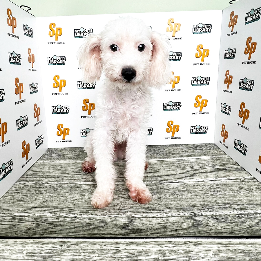 Toy Poodle Puppy (Male) For Sale