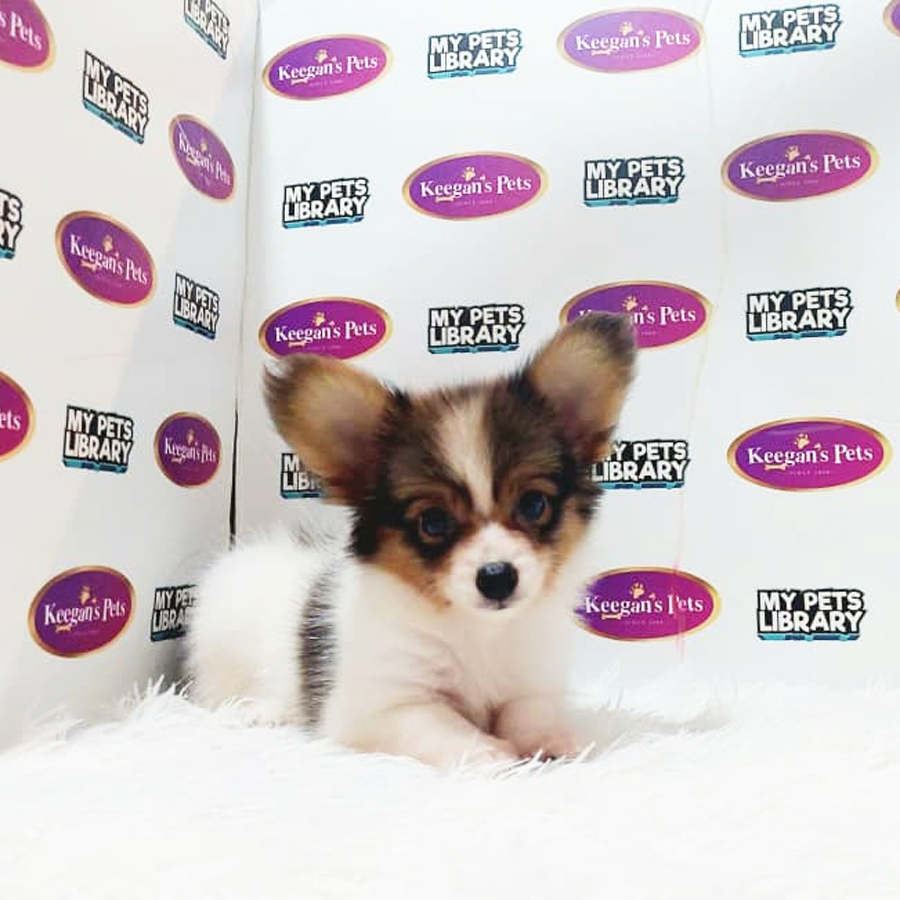 Papillon Puppy (Male) For Sale