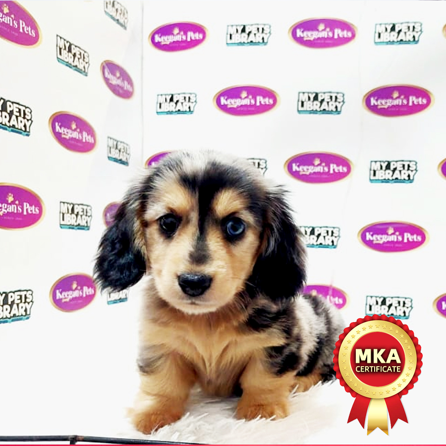 MKA Long Hair Miniature Dachshund Puppy (Male) For Sale