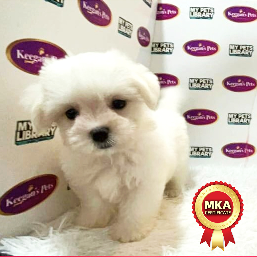 MKA Maltese Puppy (Male) For Sale
