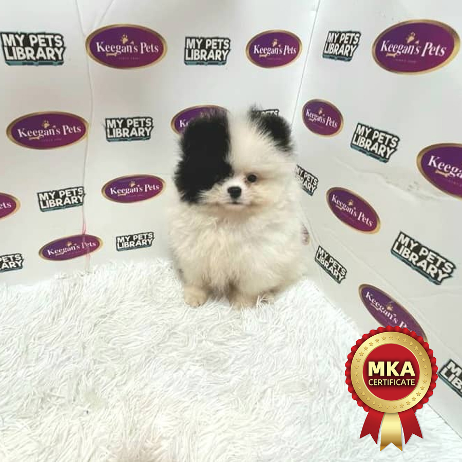 MKA Pomeranian Puppy (Female) For Sale