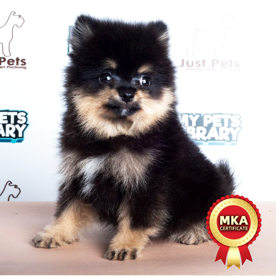 MKA Pomeranian Puppy (Female) For Sale