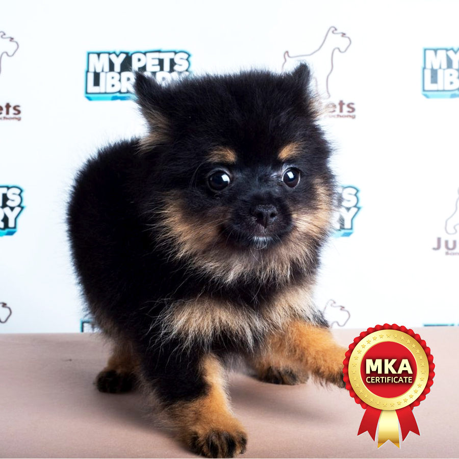 MKA Pomeranian Puppy (Male) For Sale