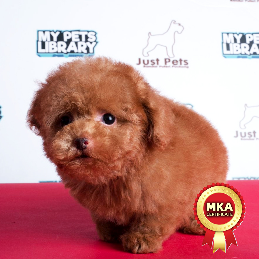 MKA Tiny Poodle Puppy (Male) For Sale