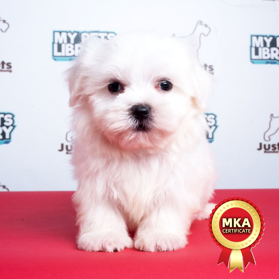 MKA Maltese Puppy (Female) For Sale