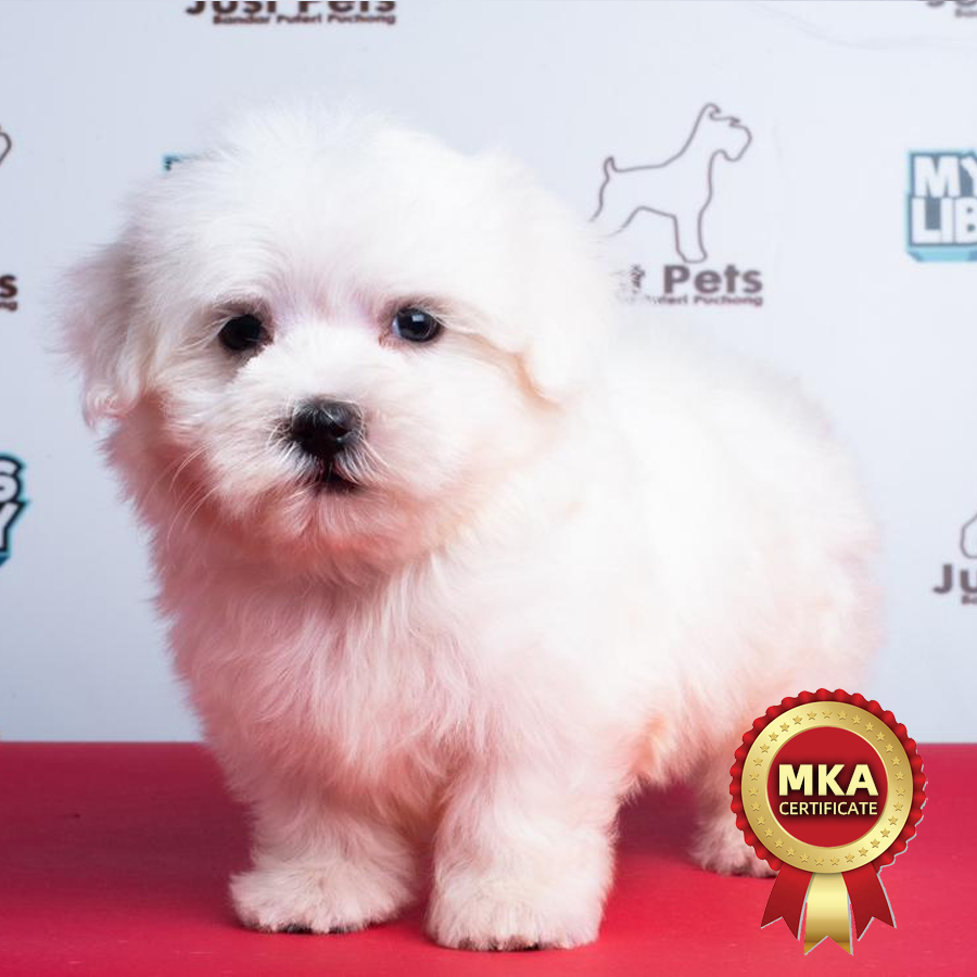 MKA Maltese Puppy (Male) For Sale
