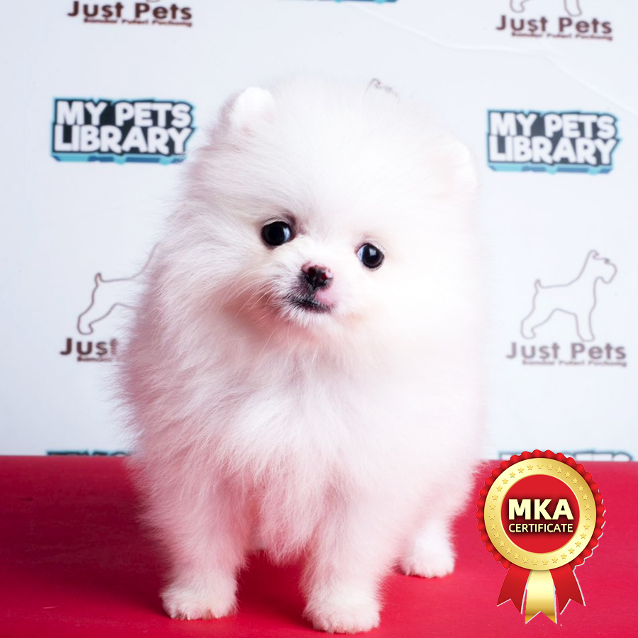 MKA Tiny Pomeranian Puppy (Female) For Sale