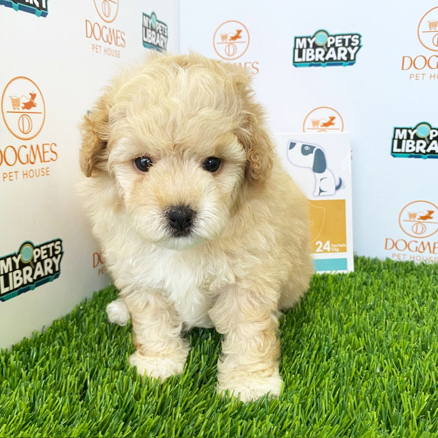 Toy Poodle Puppy (Female) For Sale