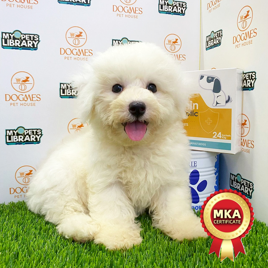MKA Bichon Frise Puppy (Male) For Sale