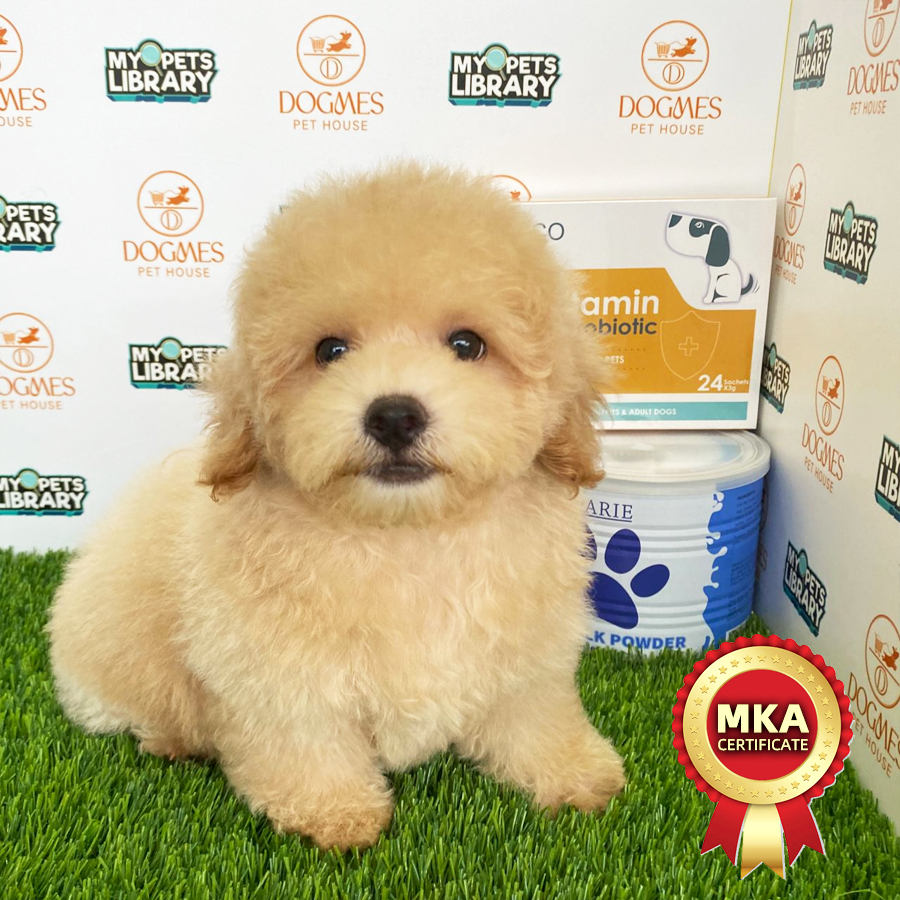 MKA Toy Poodle Puppy (Male) For Sale