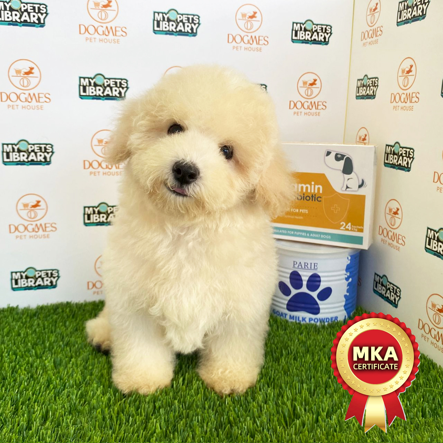 MKA Toy Poodle Puppy (Male) For Sale
