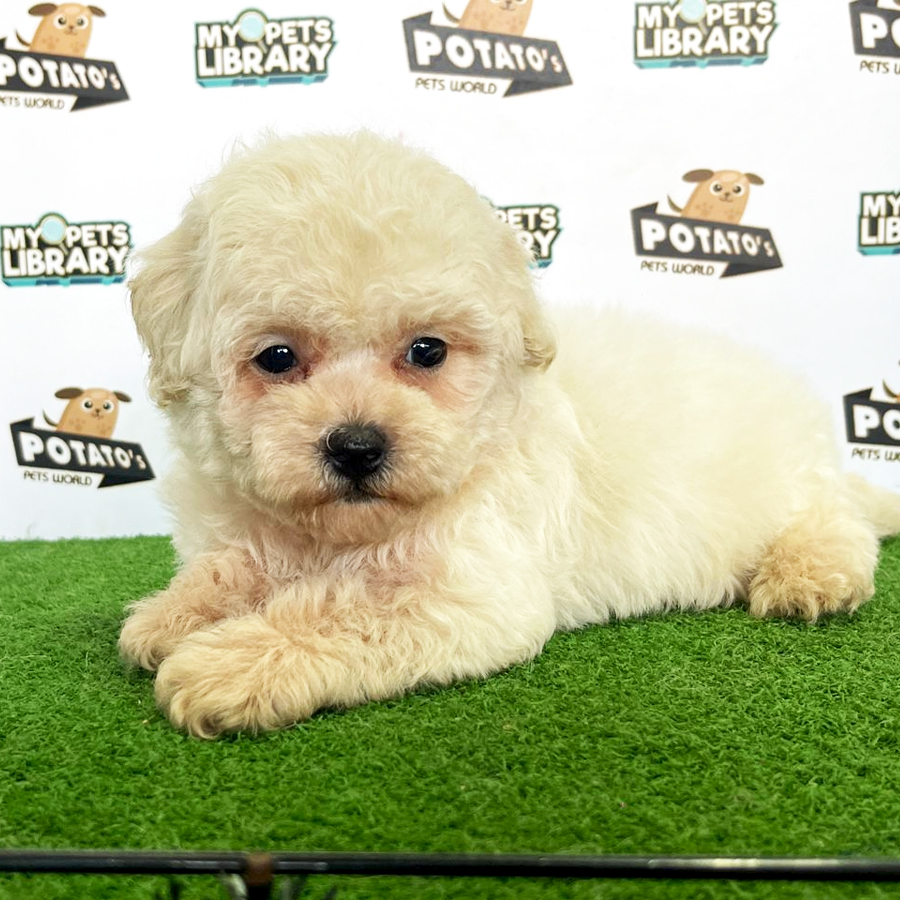 Toy Poodle Puppy (Female) For Sale