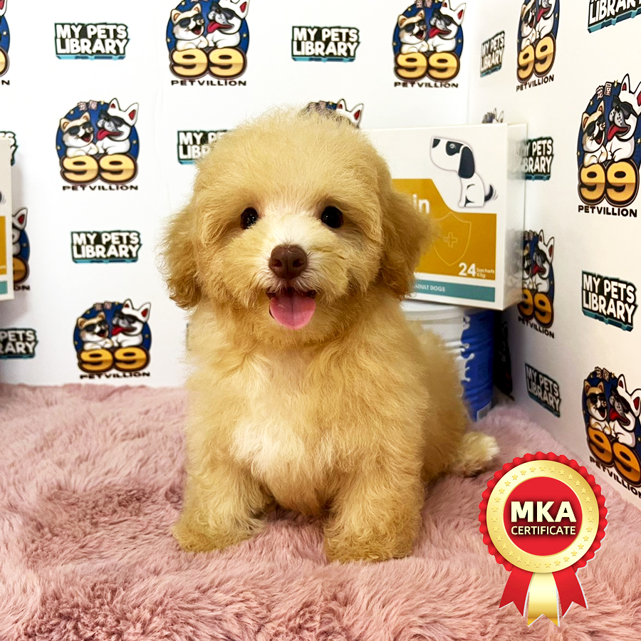 MKA Toy Poodle Puppy (Male) For Sale