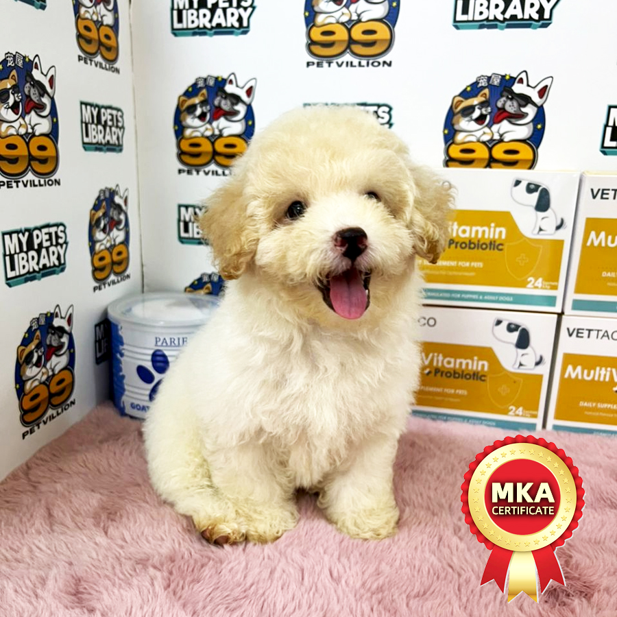 MKA Toy Poodle Puppy (Male) For Sale