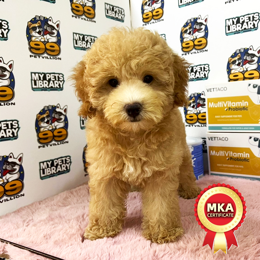 MKA Toy Poodle Puppy (Male) For Sale