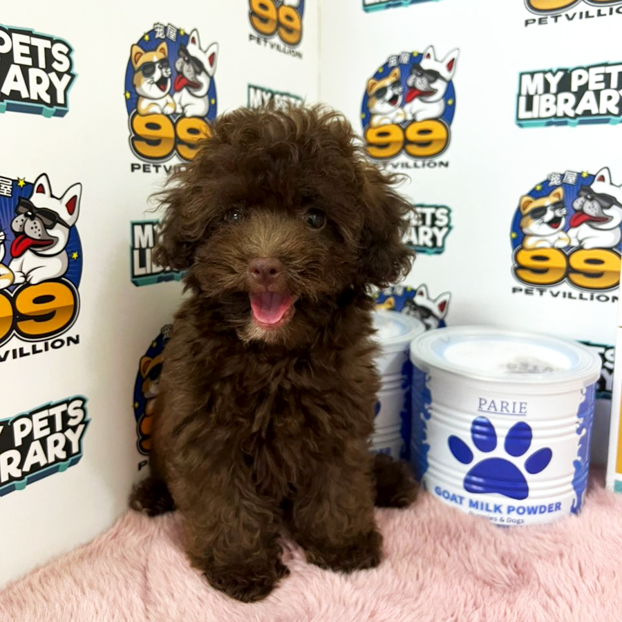 Toy Poodle Puppy (Female) For Sale
