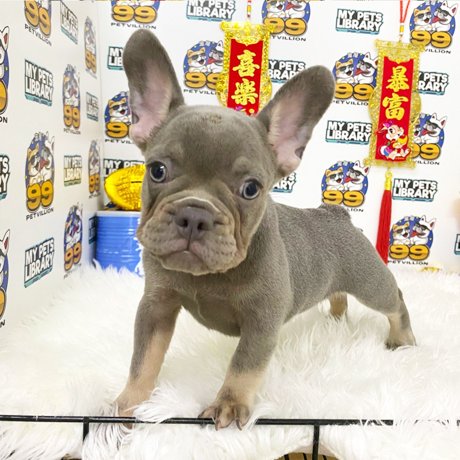 French Bulldog Puppy (Male) For Sale