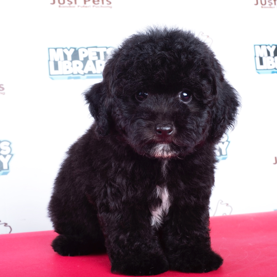Toy Poodle Puppy (Male) For Sale
