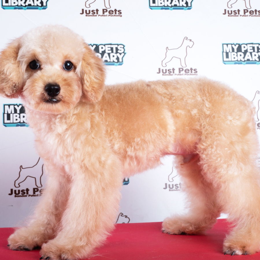 Toy Poodle Puppy (Male) For Sale