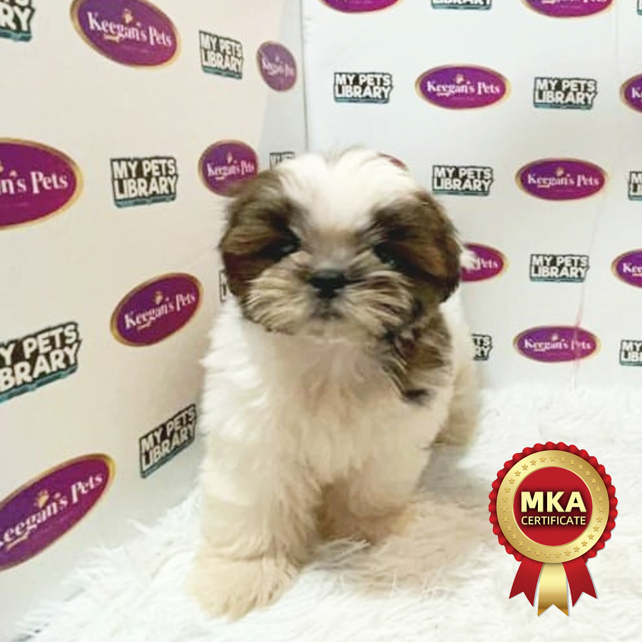 MKA Shih Tzu Puppy (Female) For Sale