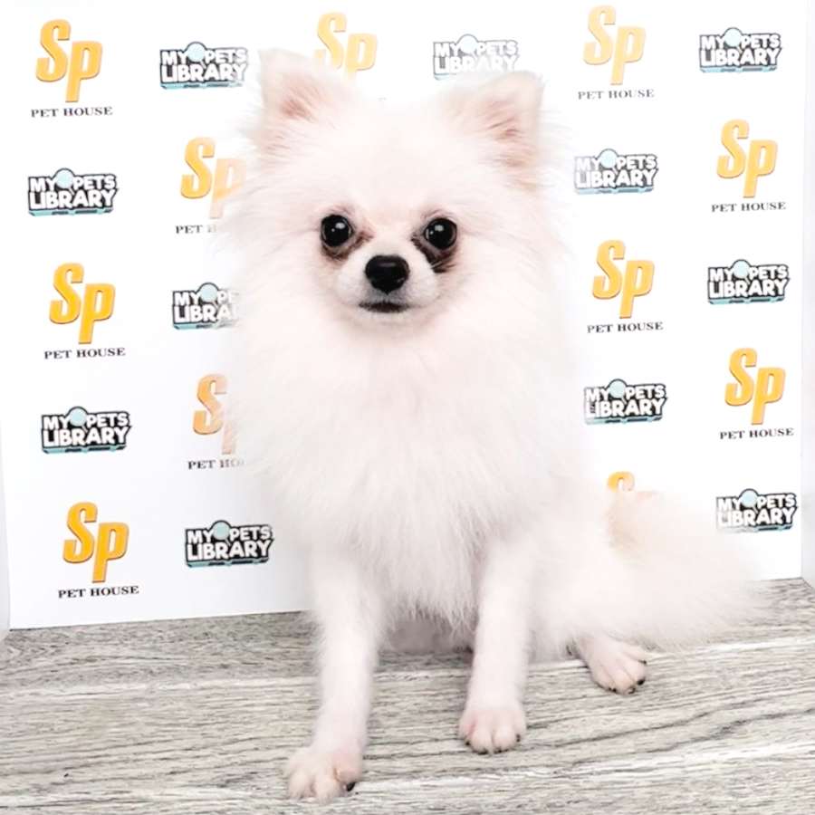 Tiny Pomeranian Puppy (Male) For Sale