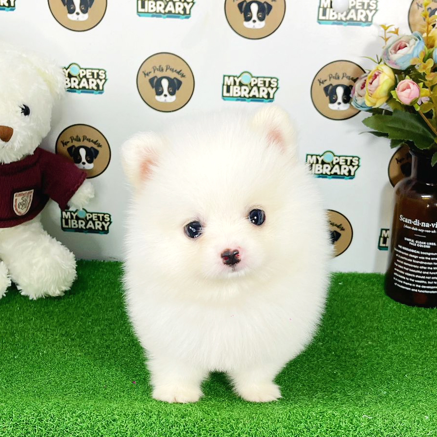 Tiny Pomeranian Puppy (Male) For Sale