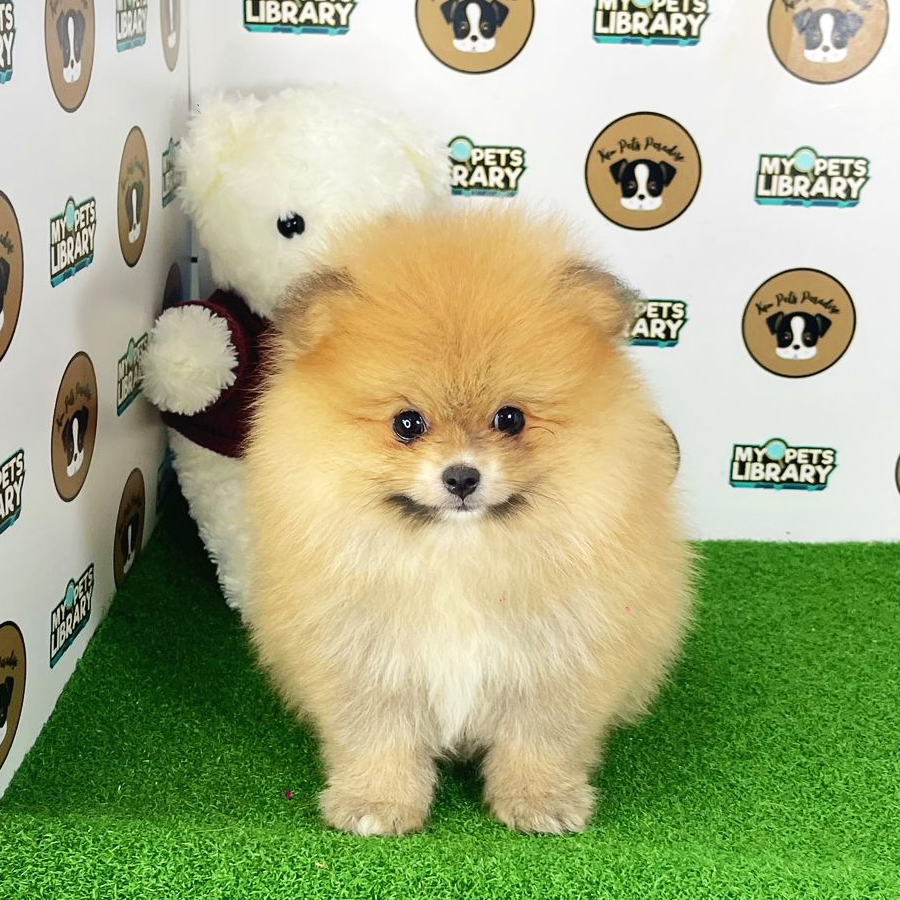 Tiny Pomeranian Puppy (Female) For Sale