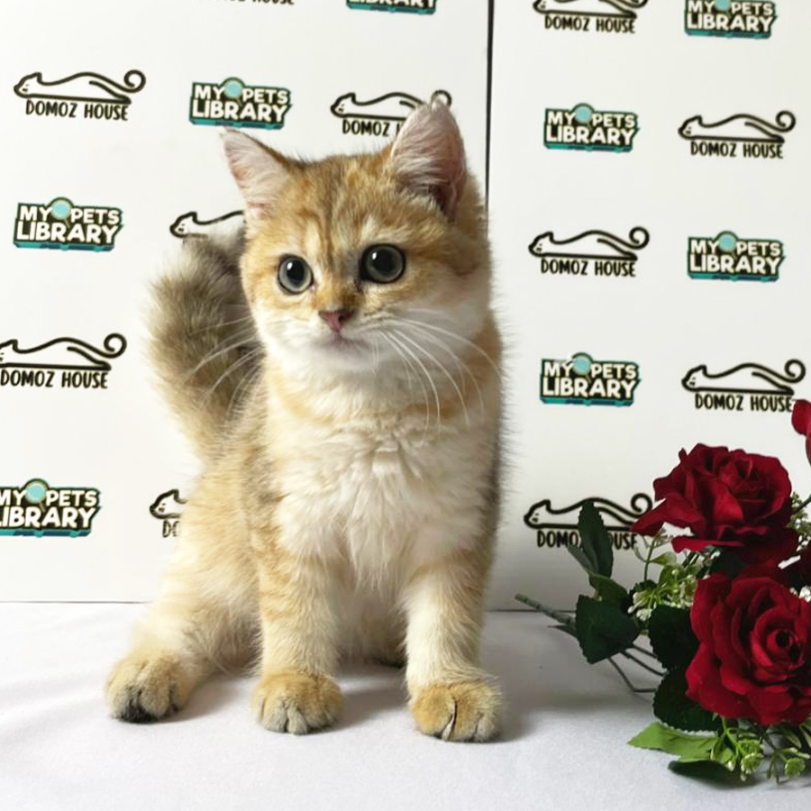 British Shorthair Kitten (Female) For Sale